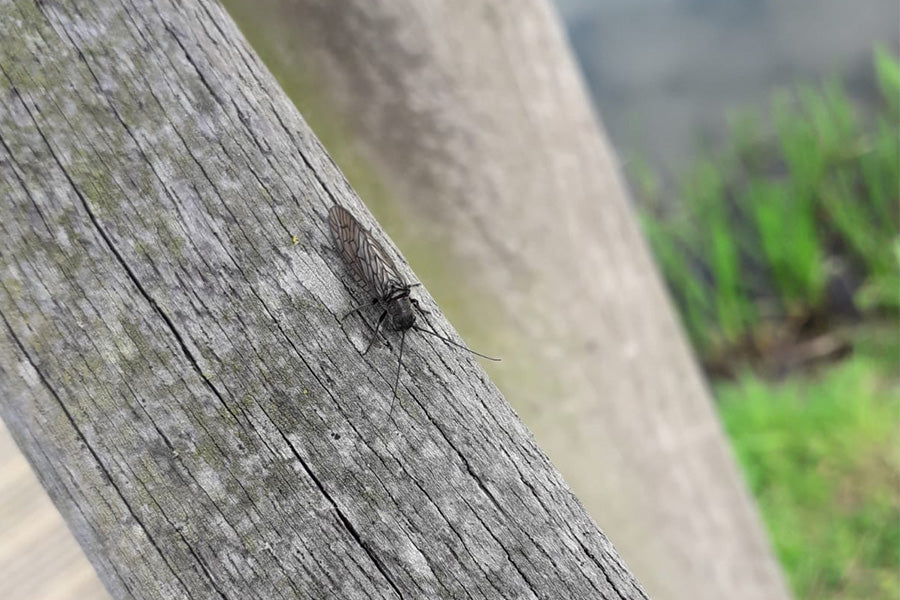 Leren rekenen in de natuur