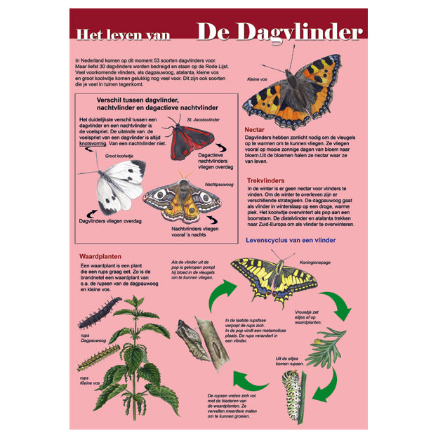 Edukaart het leven de dagvlinder van tringa paintings illustraties jasper de ruiter buitenschool lesmateriaal 