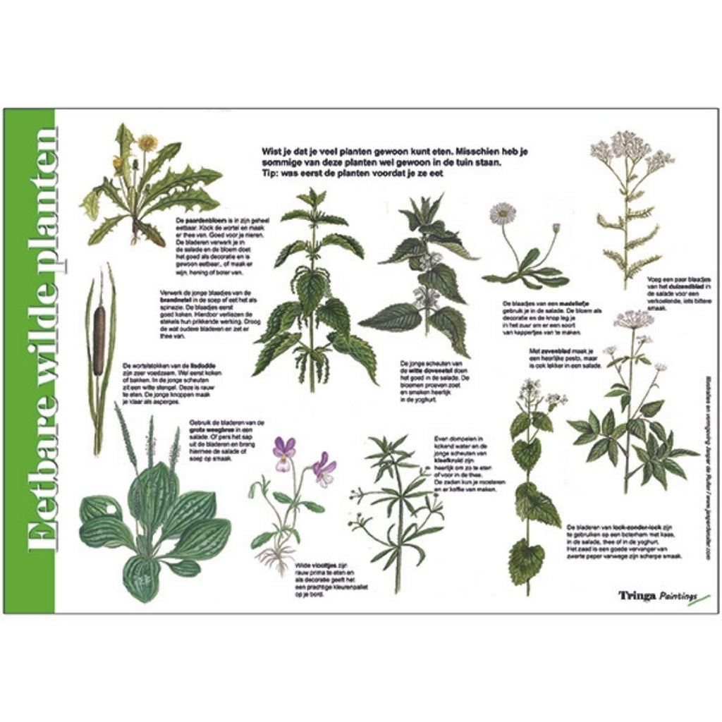 Herkenningskaart natuurkaart zoekkaart Eetbare wilde planten welke zijn eetbaar hoe bereiden en tips van Jasper de Ruiter Tringa Paintings