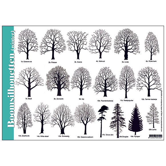 bomen herkennen in de winter en zomer aan de hand van silhouetten met deze zoekkaart natuurkaart herkenningskaart van jasper de ruiter tringa paintings