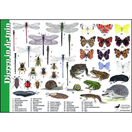 tringa paintings herkenningskaart dieren in de tuin vlinders insecten libelles jasper de ruiter