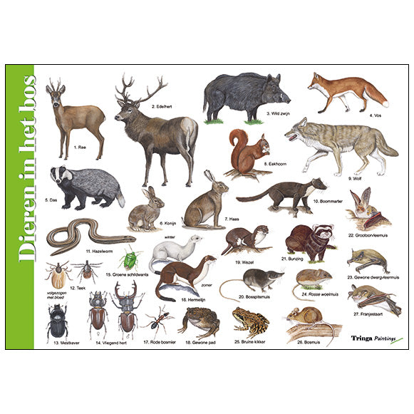 Herkenningskaart of zoekkaart dieren in het bos van tringa paintings Jasper de Ruiter voor kinderen