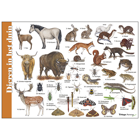 Herkenningskaart of zoekkaart dieren in het duin handig bij spreekbeurt van tringa paintings Jasper de Ruiter voor kinderen