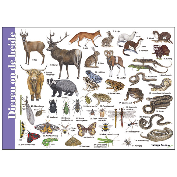 Herkenningskaart of zoekkaart dieren op de heide van tringa paintings Jasper de Ruiter voor kinderen