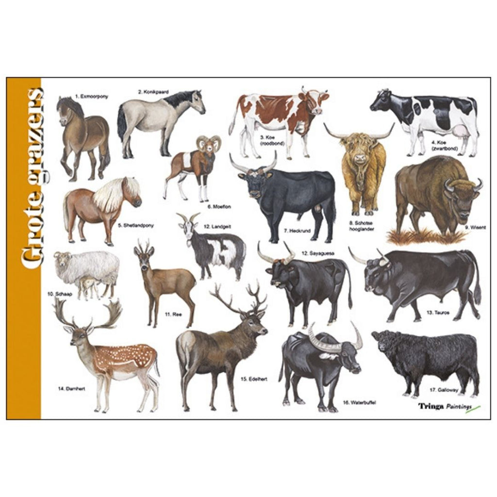 Herkenningskaart zoekkaart natuurkaart jasper de ruiter tringa paintings grote grazer konikpaard schotse hooglander 