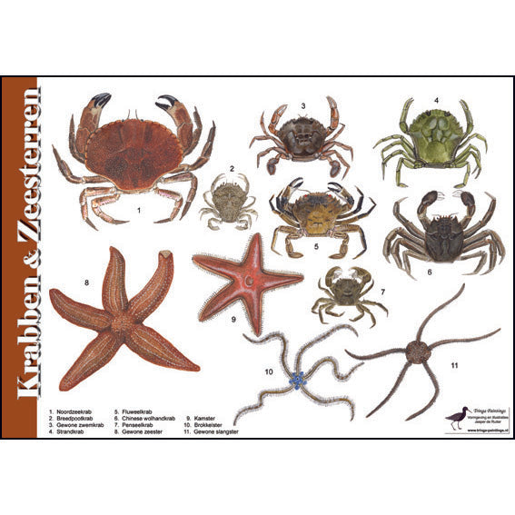 Herkenningskaart of zoekkaart voor krabben en zeesterren van tringa paintings