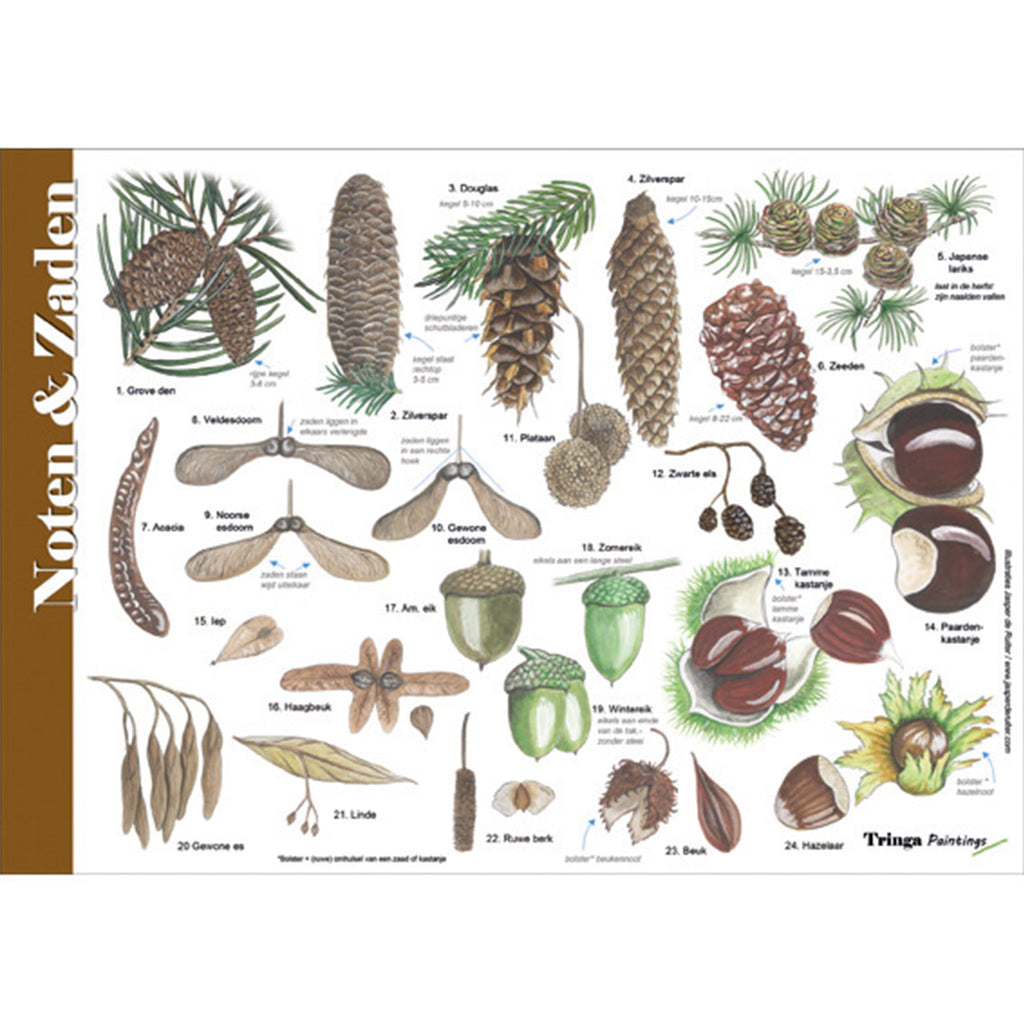 Herkenningskaart of zoekkaart noten en zaden van tringa paintings jasper de ruiter kastanje eikel beukennoot helikoptertjes natuur educatie bosschool ivn oerrr buitenspelen