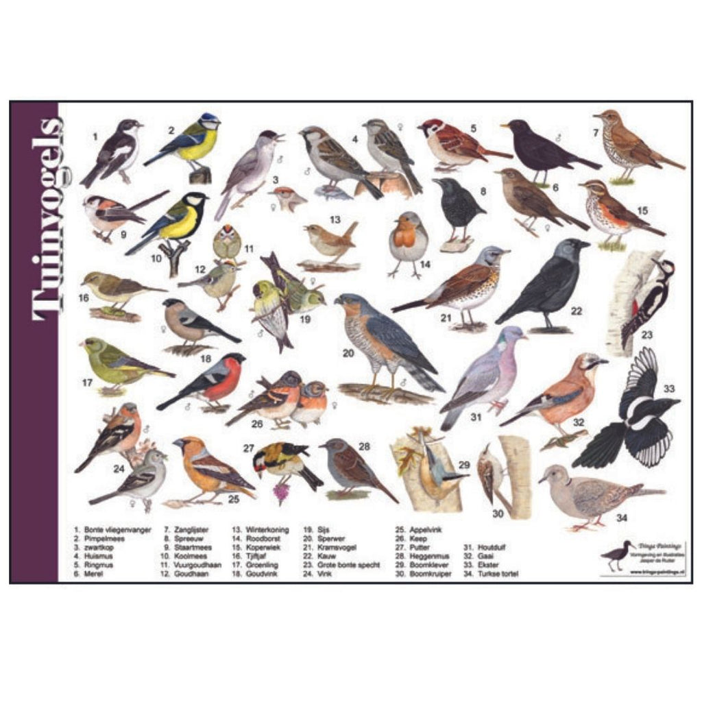 Herkenningskaart zoekkaart natuurkaart vogels in de tuin spotten vanaf je balkon op je terras of in de tuin van jasper de ruiter tringa paintings vogel encyclopedie