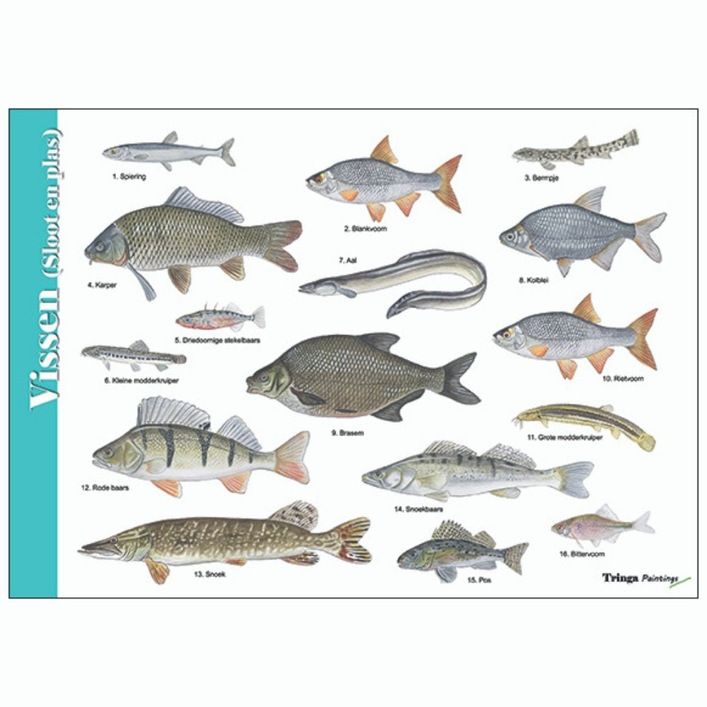 Herkenningskaart zoekkaart natuurkaart vissen sloot en plas herken de karper brasem snoekbaars of rode baars neem de kaart mee bij het vissen