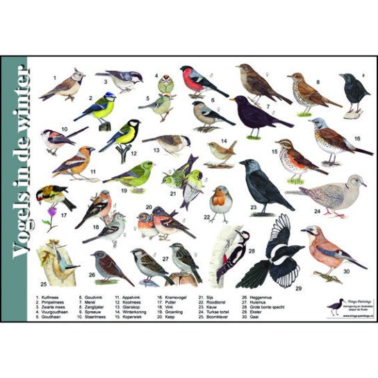 Herkenningskaart of zoekkaart vogels in de winter van jasper de ruiter tringa paintings  natuurkaart encyclopedie