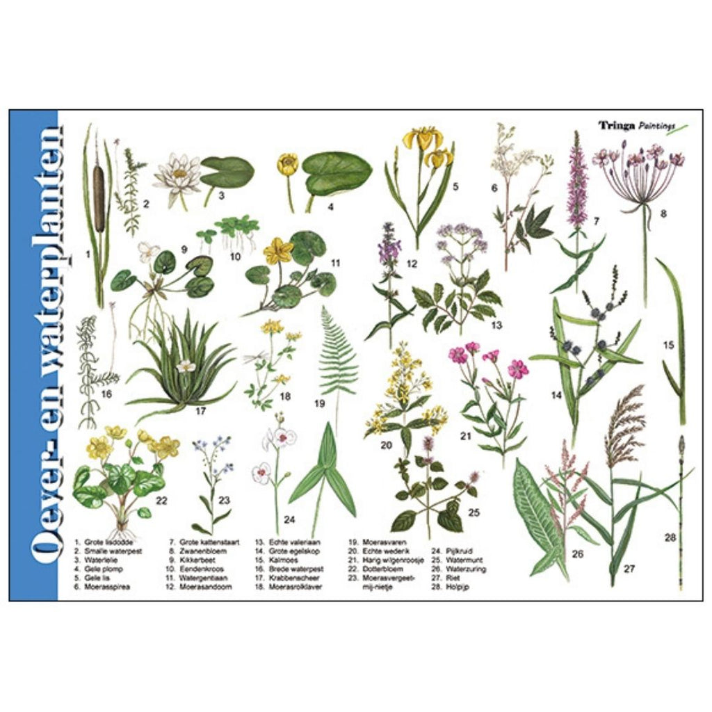 Herken oeverplanten en waterplanten vanaf de slootkant in de sloot met afbeeldingen, hoe je ze kan herkennen, bloeitijd en waar ze groeien herkenningskaart natuurkaart ontdekkaart van jasper de ruiter tringa paintings