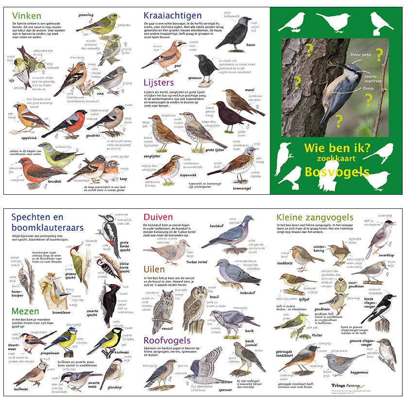Zoekkaart bosvogels van Tringa paintings  Jasper de ruiter om vogels te leren herkennen